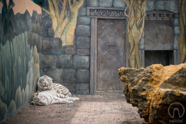 Художественная роспись стен в вольере тигров в Биопарке в Одессе | Aрт-студия «Peach»